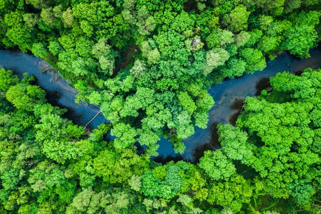 Luftaufnahme eines Flusses, der durch einen grünen Wald fließt.
