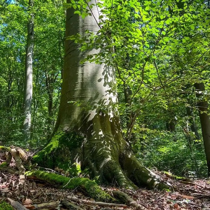 Buchenwald Birker Berg.